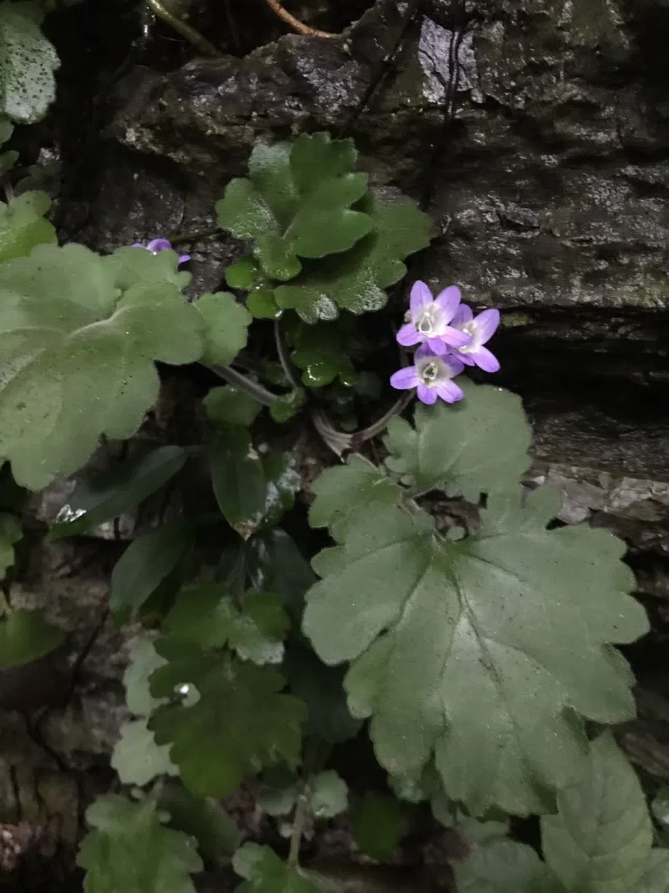 Big Surprise! Primulinacardaminifolia, an extremely endemic species of Primulina was rediscovered today!