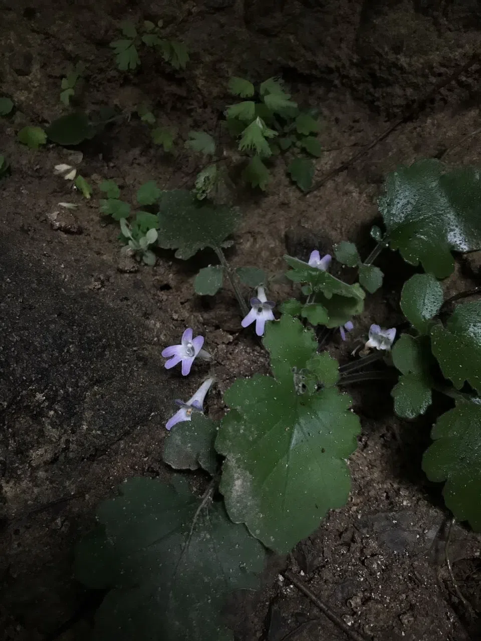 Big Surprise! Primulinacardaminifolia, an extremely endemic species of Primulina was rediscovered today!