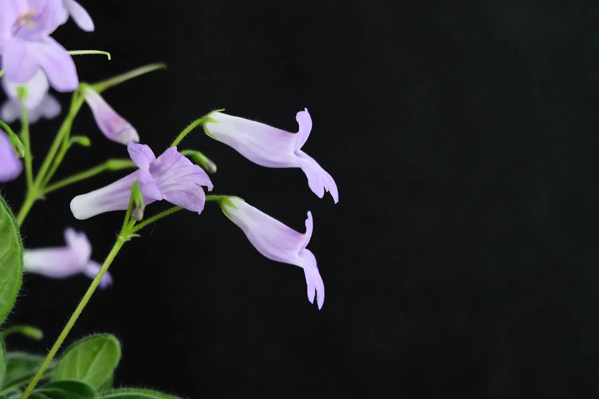 A rare natural hybrid of Primulina (Gesneriaceae) is abloom in Green House of GCCC