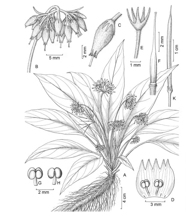 2015年度发表的苦苣苔科植物新种或新分类群（4）