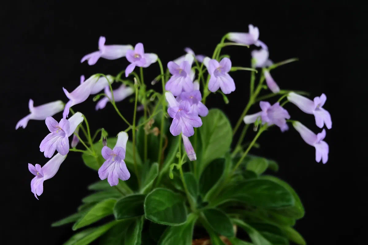 A rare natural hybrid of Primulina (Gesneriaceae) is abloom in Green House of GCCC