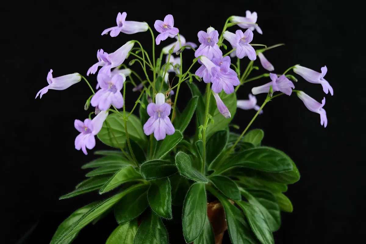 A rare natural hybrid of Primulina (Gesneriaceae) is abloom in Green House of GCCC