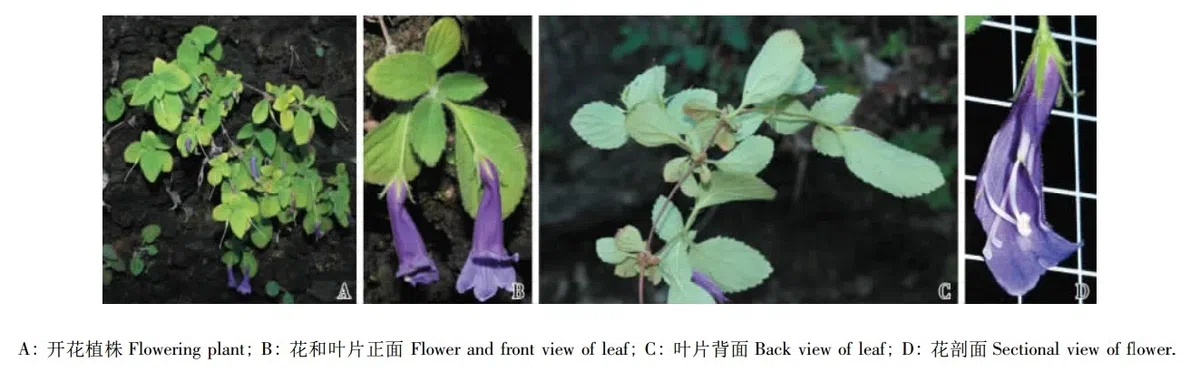 2015年度发表的苦苣苔科植物新种或新分类群（1）