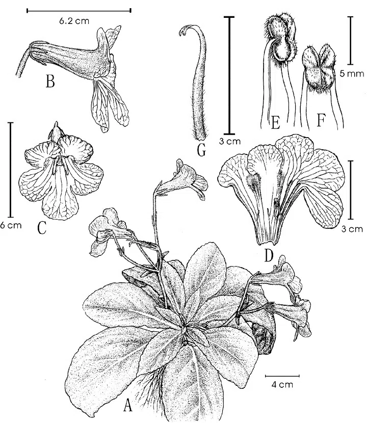 2015年度发表的苦苣苔科植物新种或新分类群（5）