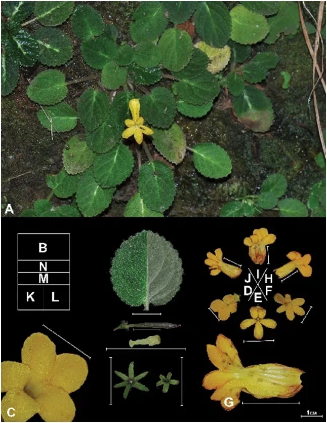 2015年度发表的苦苣苔科植物新种或新分类群（3）