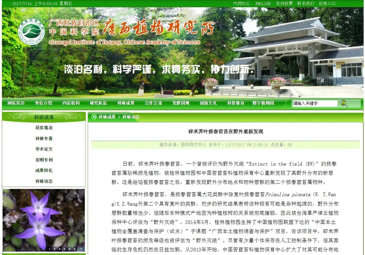 碎米荠叶报春苣苔重新发现引起轰动！