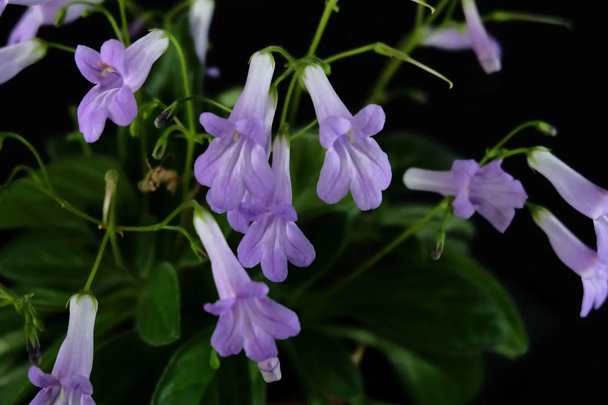 A rare natural hybrid of Primulina (Gesneriaceae) is abloom in Green House of GCCC