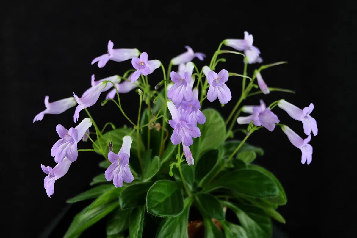 A rare natural hybrid of Primulina (Gesneriaceae) is abloom in Green House of GCCC