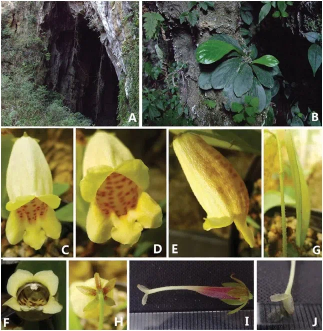 2015年度发表的苦苣苔科植物新种或新分类群（10）