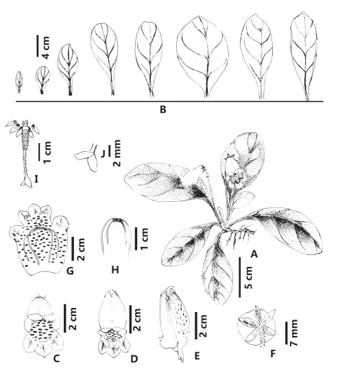 2015年度发表的苦苣苔科植物新种或新分类群（10）