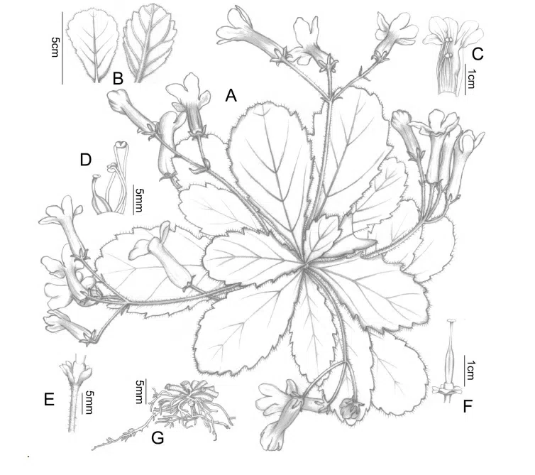 2015年度发表的苦苣苔科植物新种或新分类群（9）