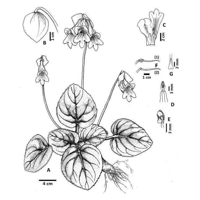 2015年度发表的苦苣苔科植物新种或新分类群（6）