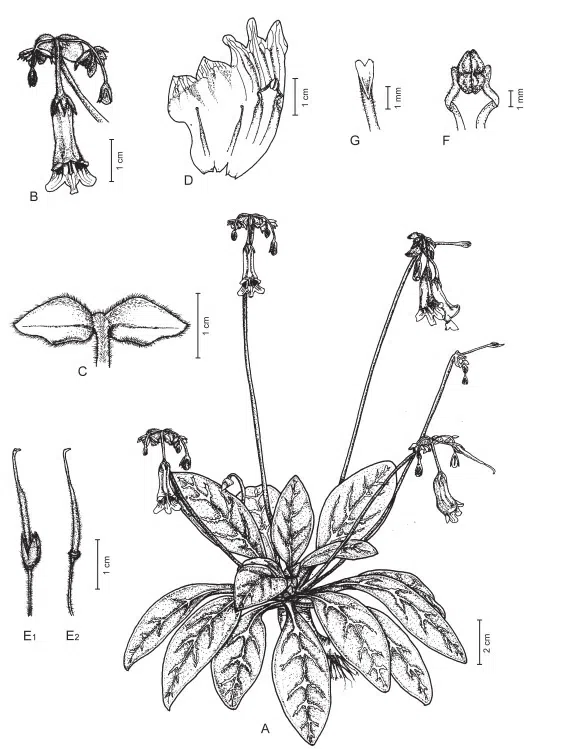 2015年度发表的苦苣苔科植物新种或新分类群（8）