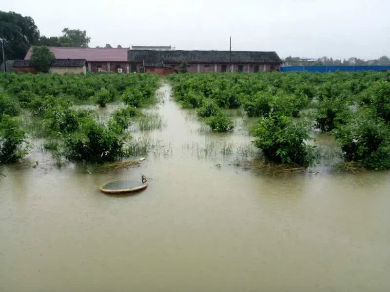 The conservation Nursery of GCCC was hit and nearly destroyed by a terrible flood at 1st July