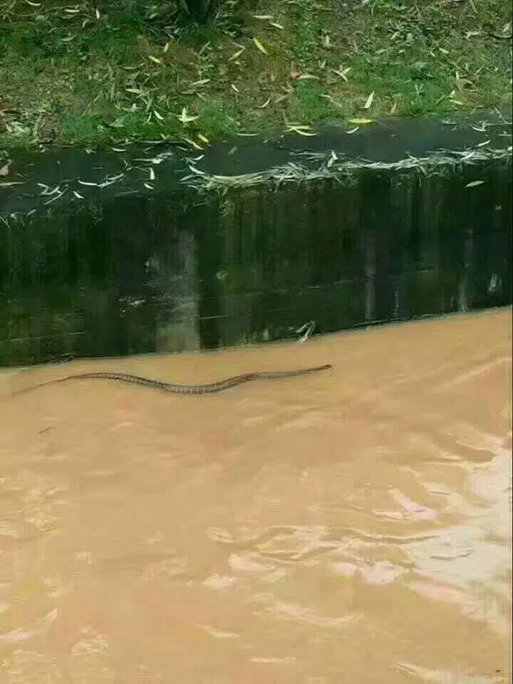 GCCC保育苗圃遭罕见的暴雨和洪水损毁