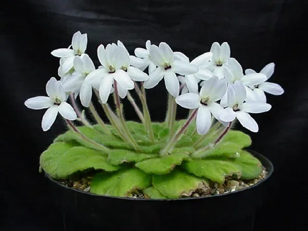 Concealed did not have 78 years, the tiny population of Petrocosmea grandiflora was re-discovered in Wenshan, Yunnan by GCCC and Management Bureau of Wenshan Nature Reserve (Laojunshan)