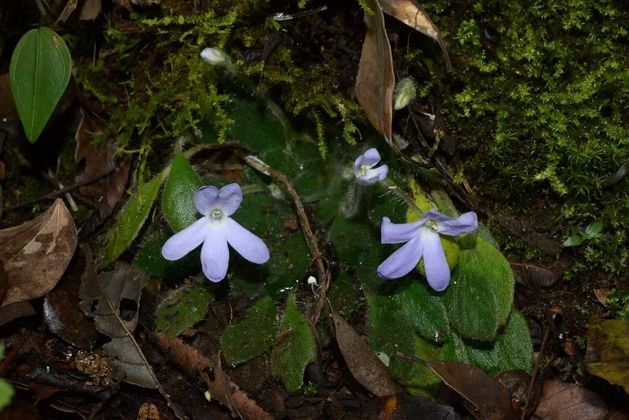 Concealed did not have 78 years, the tiny population of Petrocosmea grandiflora was re-discovered in Wenshan, Yunnan by GCCC and Management Bureau of Wenshan Nature Reserve (Laojunshan)