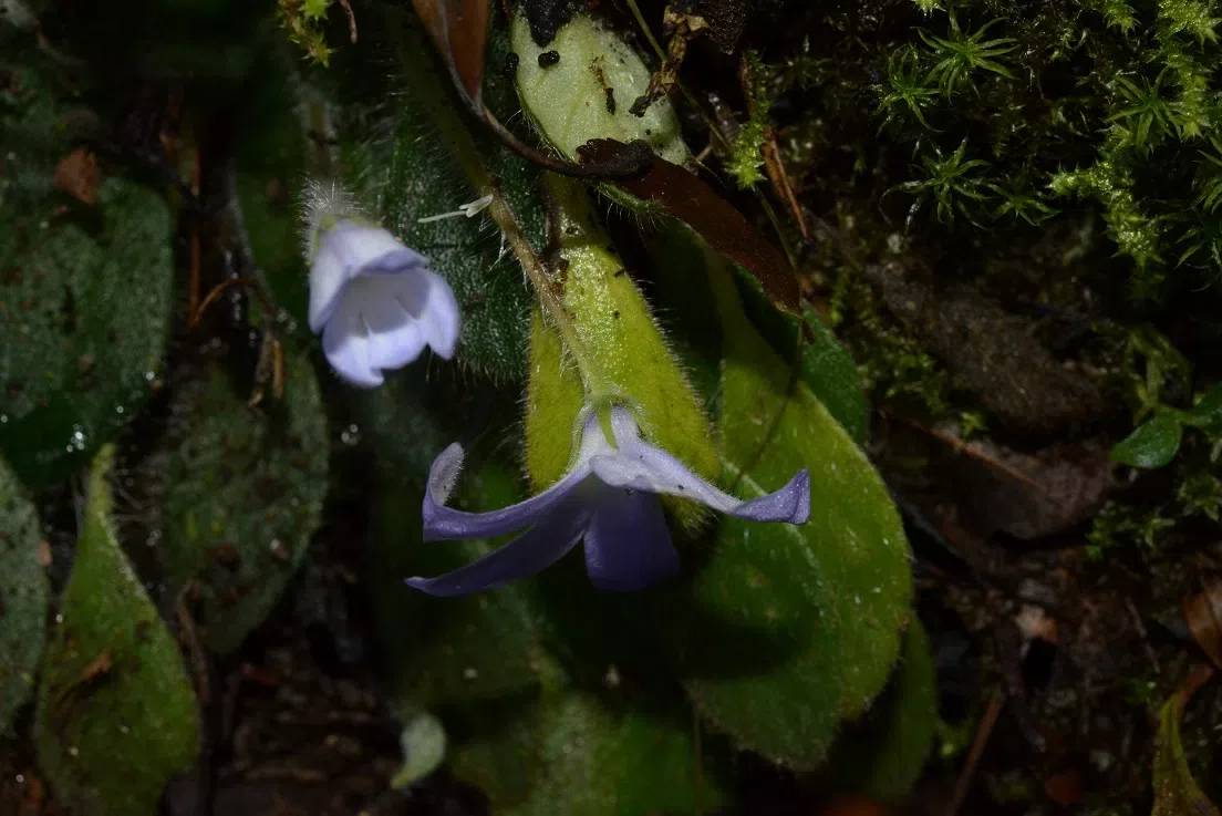 Concealed did not have 78 years, the tiny population of Petrocosmea grandiflora was re-discovered in Wenshan, Yunnan by GCCC and Management Bureau of Wenshan Nature Reserve (Laojunshan)