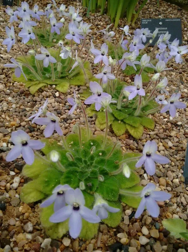 Concealed did not have 78 years, the tiny population of Petrocosmea grandiflora was re-discovered in Wenshan, Yunnan by GCCC and Management Bureau of Wenshan Nature Reserve (Laojunshan)