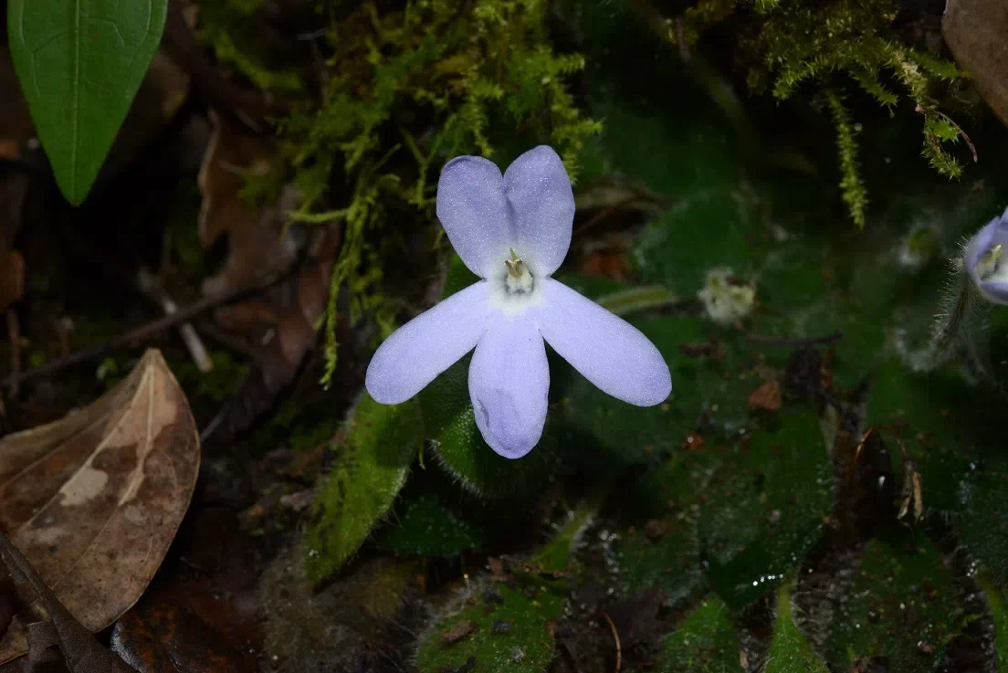 Concealed did not have 78 years, the tiny population of Petrocosmea grandiflora was re-discovered in Wenshan, Yunnan by GCCC and Management Bureau of Wenshan Nature Reserve (Laojunshan)