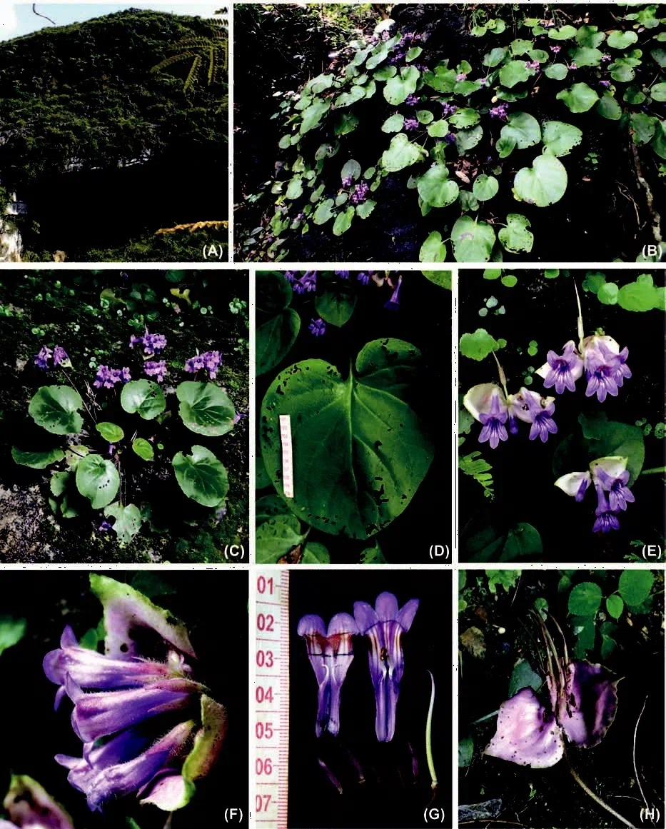 2015年度发表的苦苣苔科植物新种或新分类群（13）