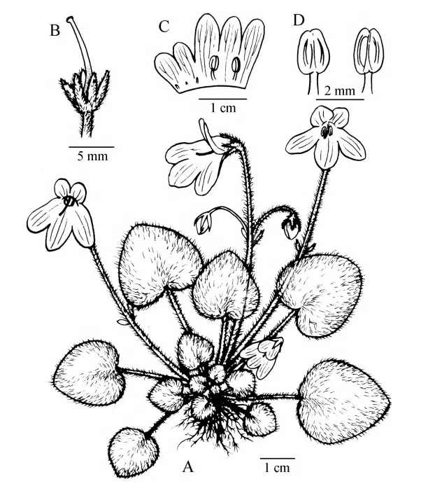 2015年度发表的苦苣苔科植物新种或新分类群（16）