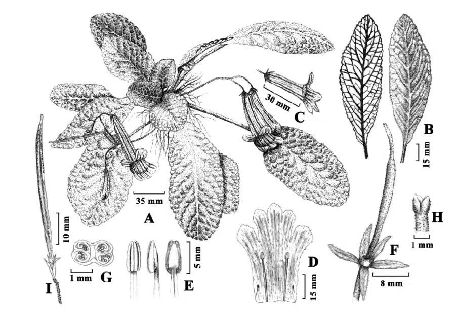 2015年度发表的苦苣苔科植物新种或新分类群（15）