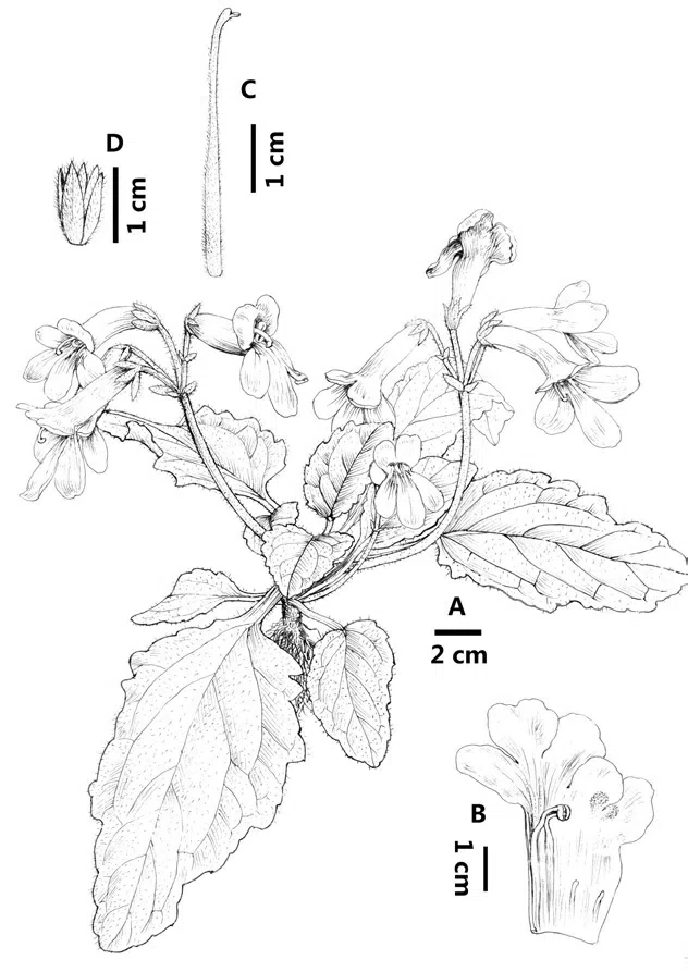 2015年度发表的苦苣苔科植物新种或新分类群（14）