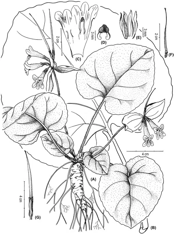 2015年度发表的苦苣苔科植物新种或新分类群（13）