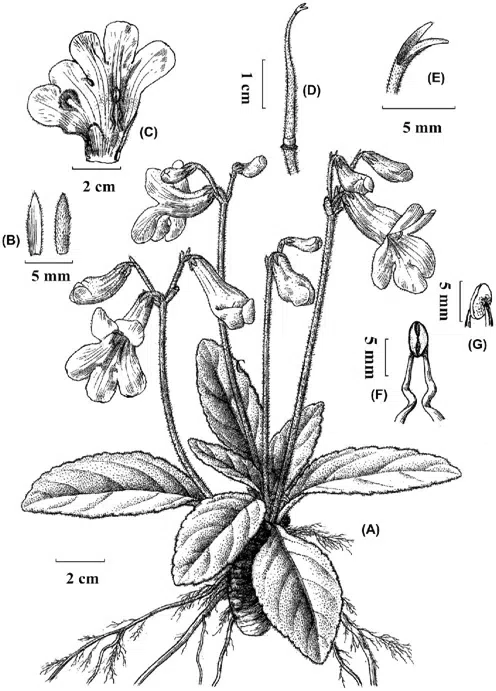 2015年度发表的苦苣苔科植物新种或新分类群（12）