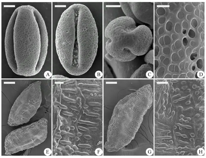 2015年度发表的苦苣苔科植物新种或新分类群（18）