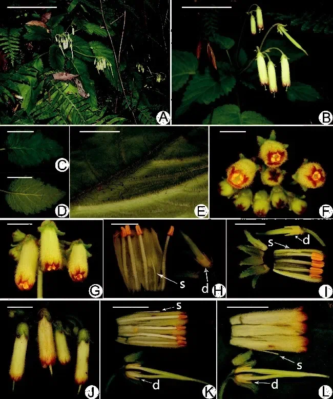 2015年度发表的苦苣苔科植物新种或新分类群（17）