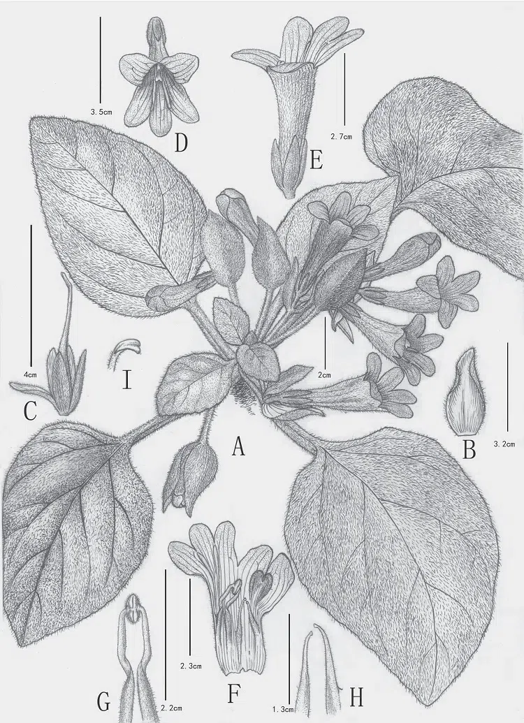 2015年度发表的苦苣苔科植物新种或新分类群（22）