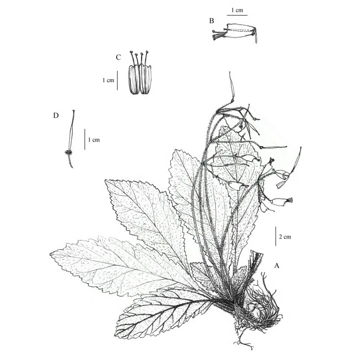 2015年度发表的苦苣苔科植物新种或新分类群（19）