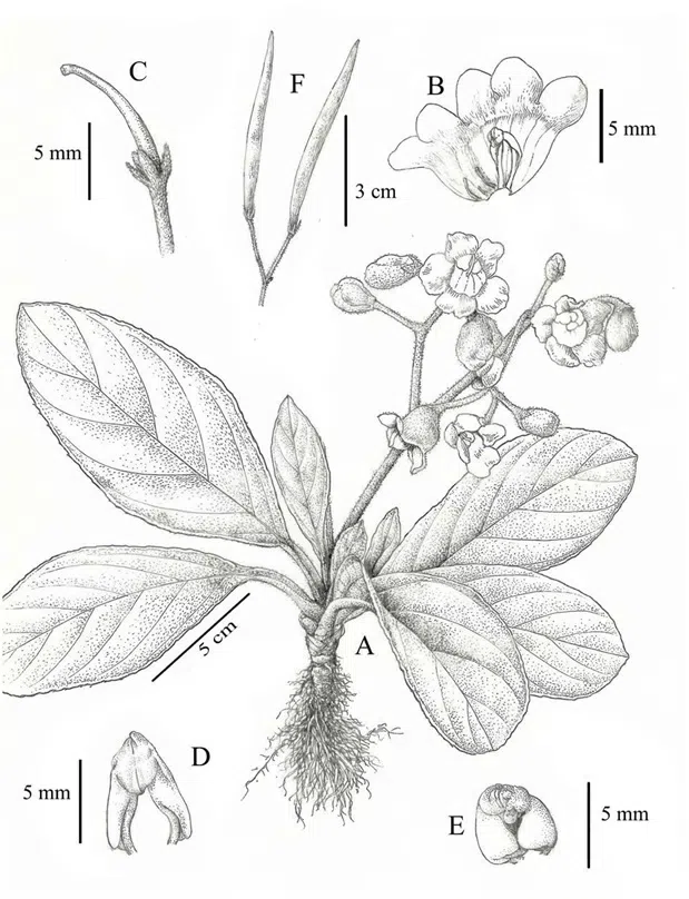 2016年度发表的苦苣苔科植物新种或新分类群（1）