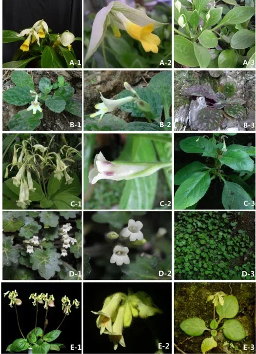 2016年度发表的苦苣苔科植物新种或新分类群（5）