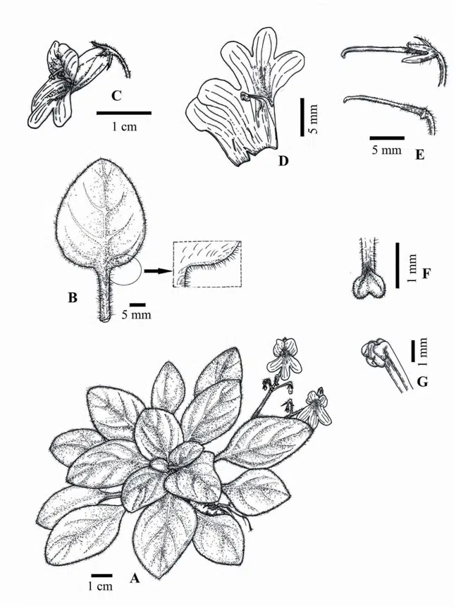 2016年度发表的苦苣苔科植物新种或新分类群（2）