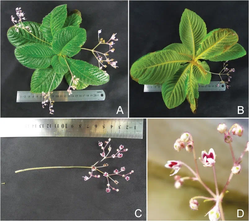 2016年度发表的苦苣苔科植物新种或新分类群（3）