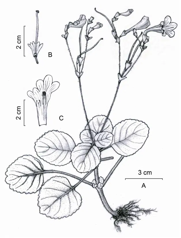 2016年度发表的苦苣苔科植物新种或新分类群（6）