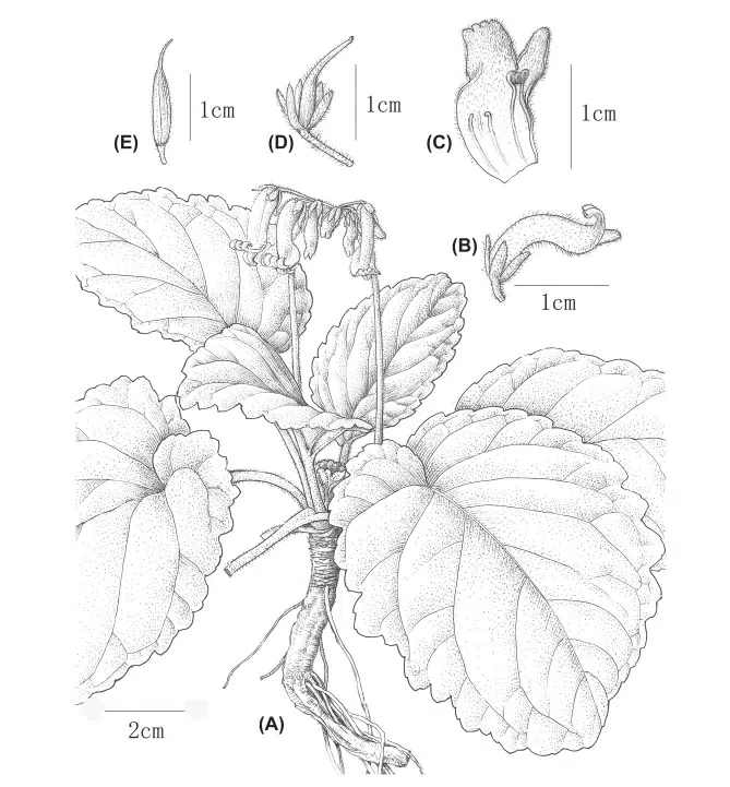 2016年度发表的苦苣苔科植物新种或新分类群（10）