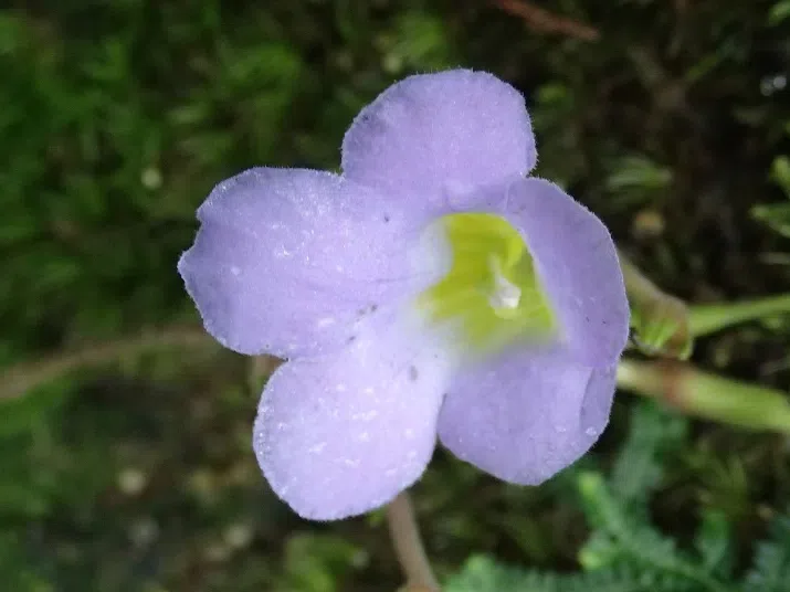 Happy to find Gesneriads in Guangdong Province (Aug. 21 to 25, 2017)