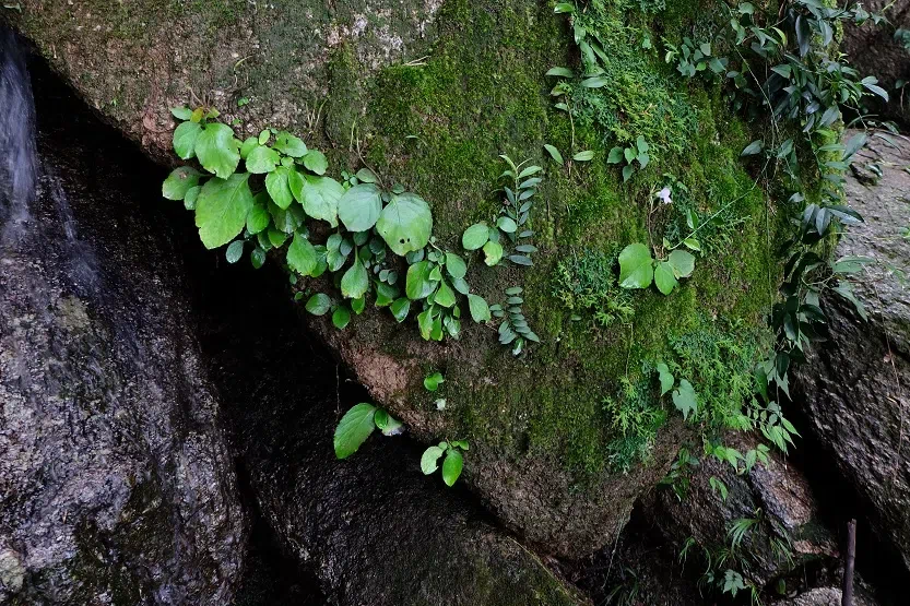 Happy to find Gesneriads in Guangdong Province (Aug. 21 to 25, 2017)