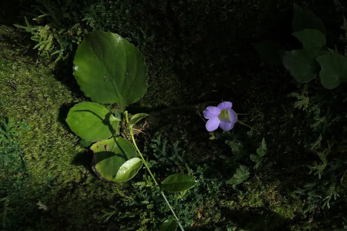 Happy to find Gesneriads in Guangdong Province (Aug. 21 to 25, 2017)