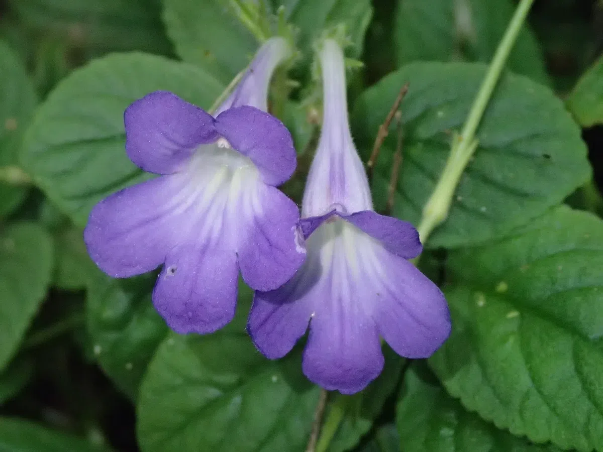 Happy to find Gesneriads in Guangdong Province (Aug. 21 to 25, 2017)