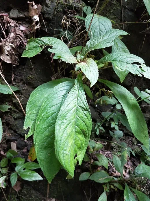 Happy to find Gesneriads in Guangdong Province (Aug. 21 to 25, 2017)