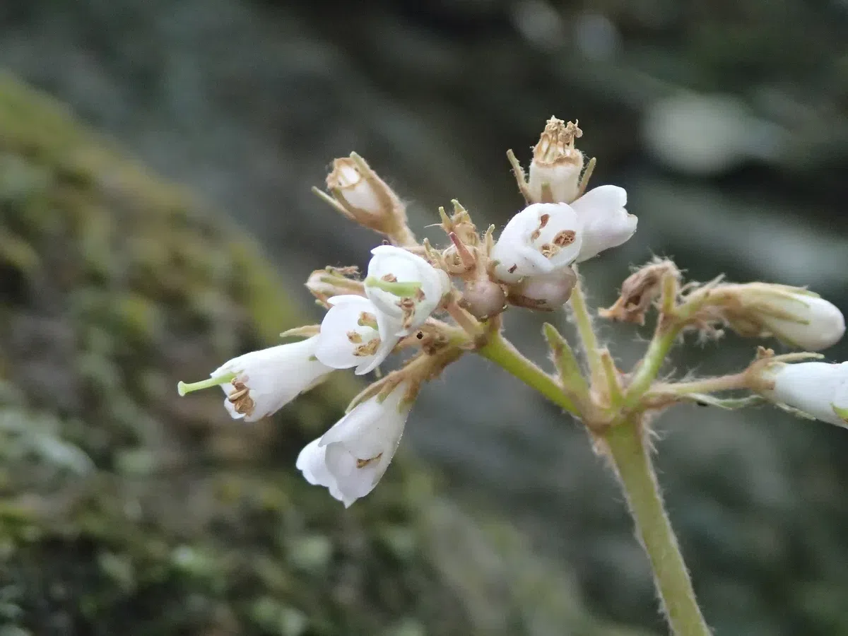 Happy to find Gesneriads in Guangdong Province (Aug. 21 to 25, 2017)