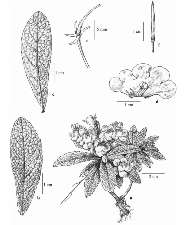 The newest published taxa and newest record of Gesneriaceae from China before 31 December 2017 (25)