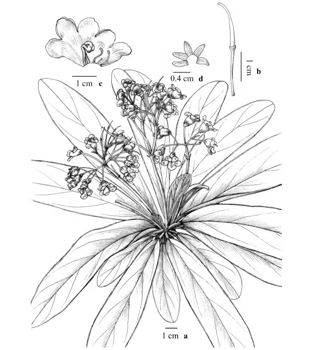 The newest published taxa and newest record of Gesneriaceae from China before 31 December 2017 (25)