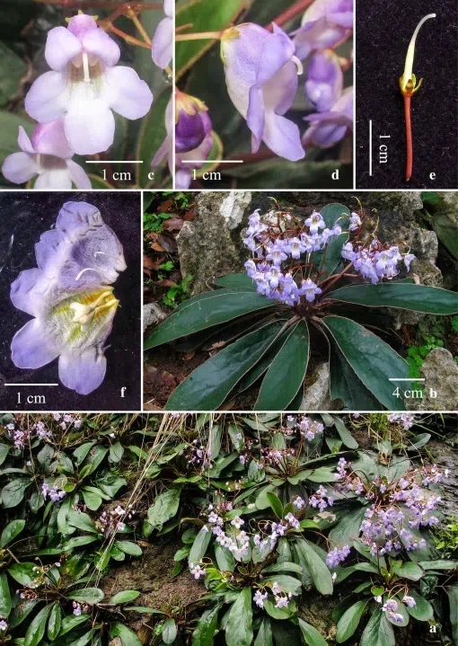 The newest published taxa and newest record of Gesneriaceae from China before 31 December 2017 (25)