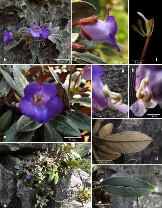 The newest published taxa and newest record of Gesneriaceae from China before 31 December 2017 (25)